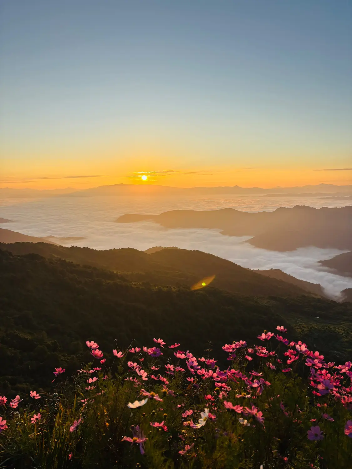 Sunrise over a sea of clouds with pink cosmos flowers on Kapamodzu